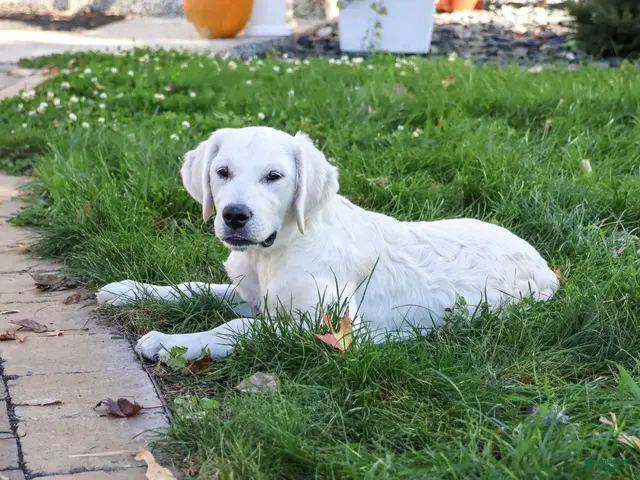Golden Retriever dogs for sale: Tallulah - Ad 2