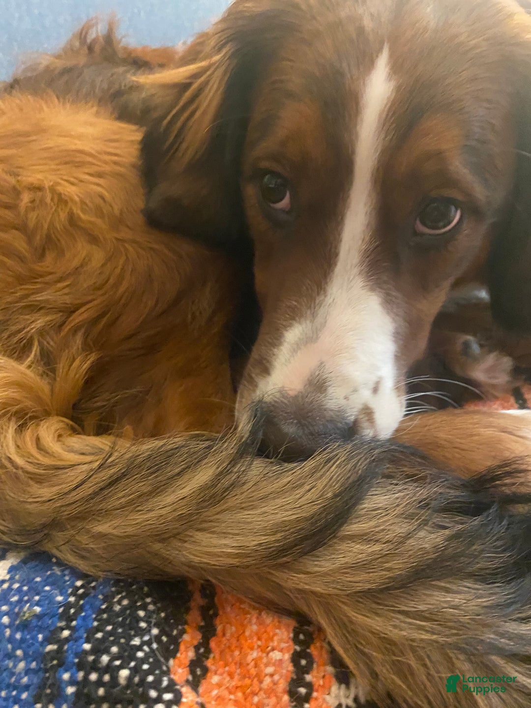 Bernedoodle dogs for sale: Harriet  - Ad 2