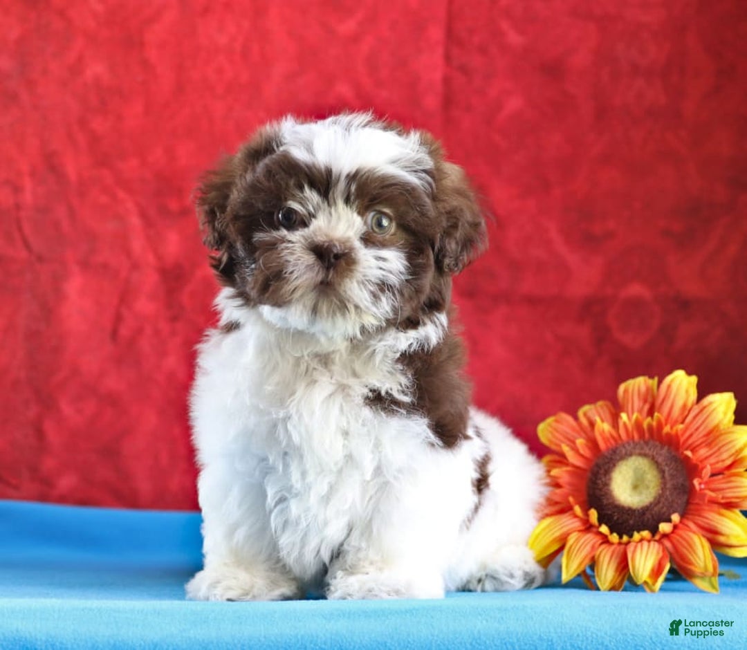 Gallery Image {{count}}