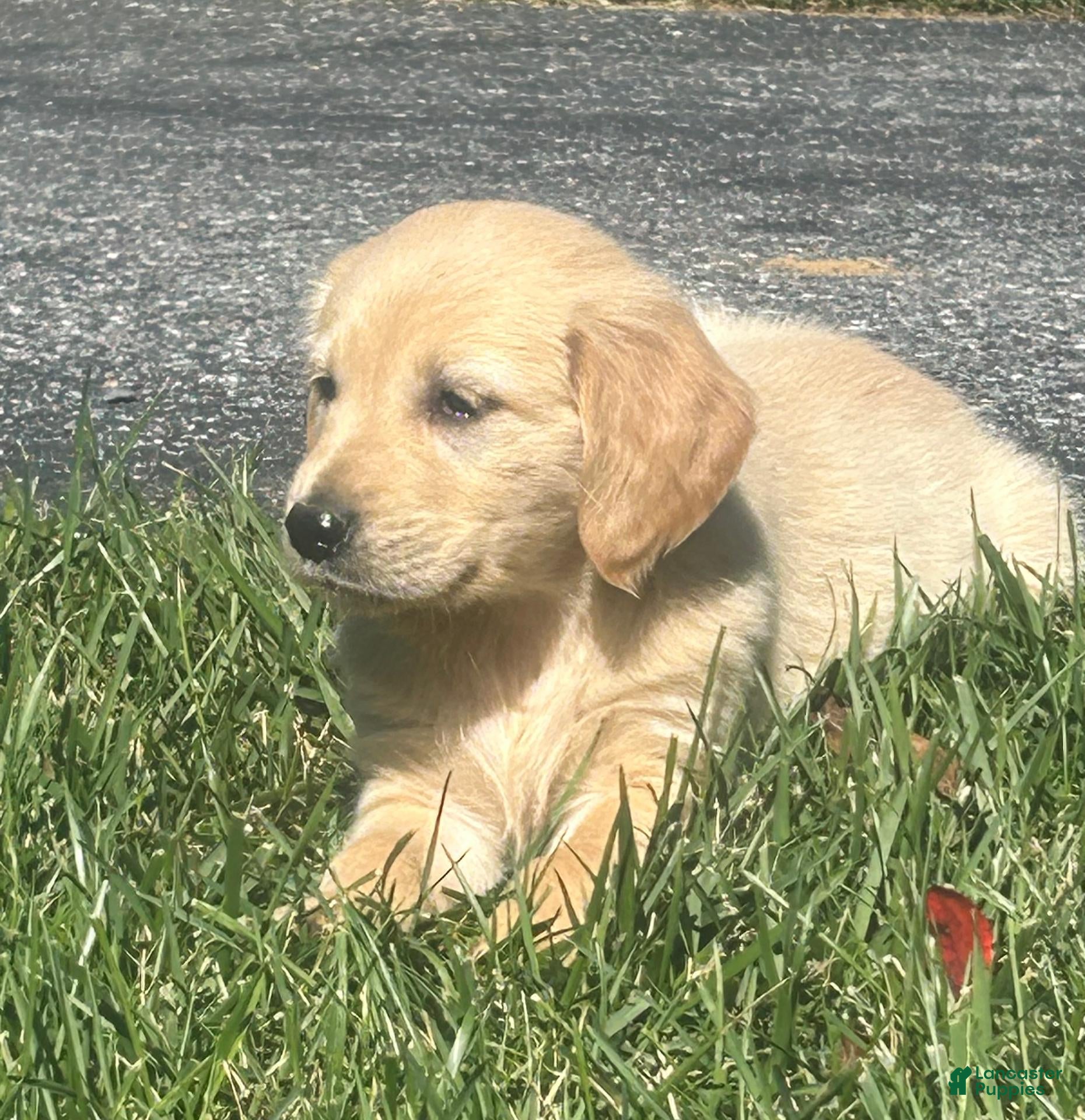 Golden Retriever dogs for sale: Susie - Ad 1