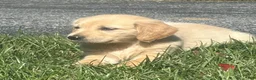 Golden Retriever dogs for sale: Susie - Ad 1