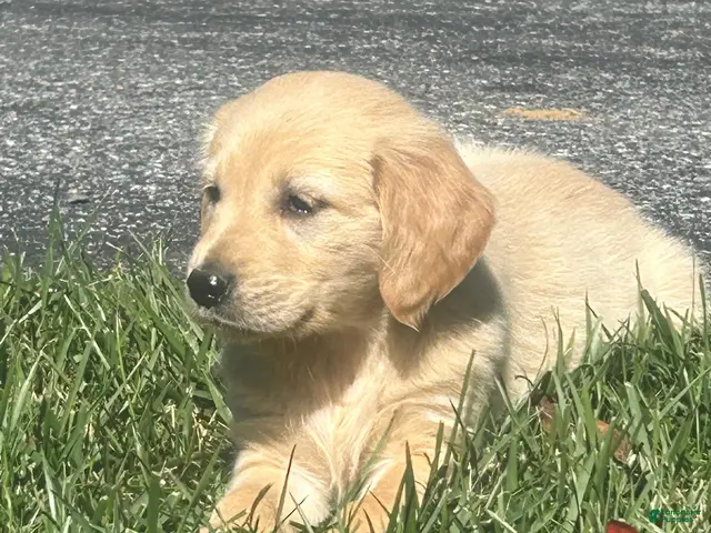 Golden Retriever dogs for sale: Susie - Ad 1