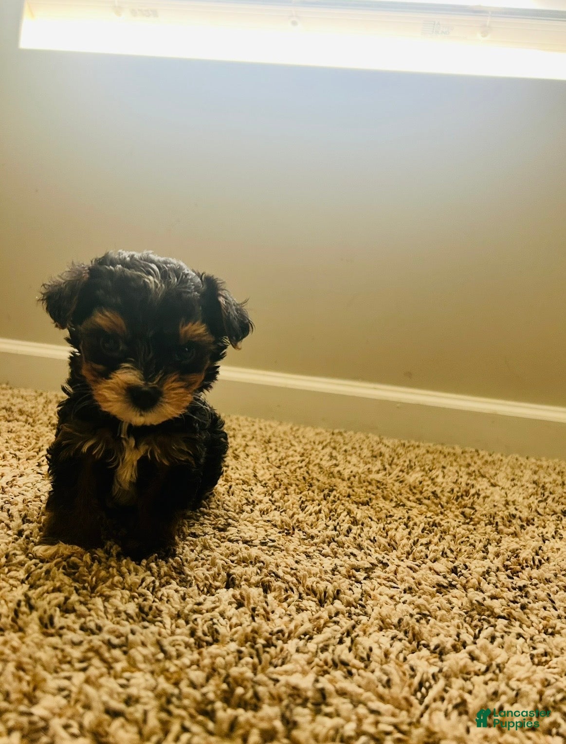 Yorkiepoo dogs Yorkiepoo Puppy 1 - Ad 4