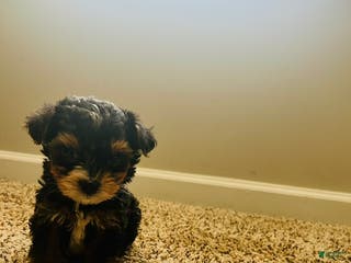 Yorkiepoo dogs Yorkiepoo Puppy 1 - Ad 7