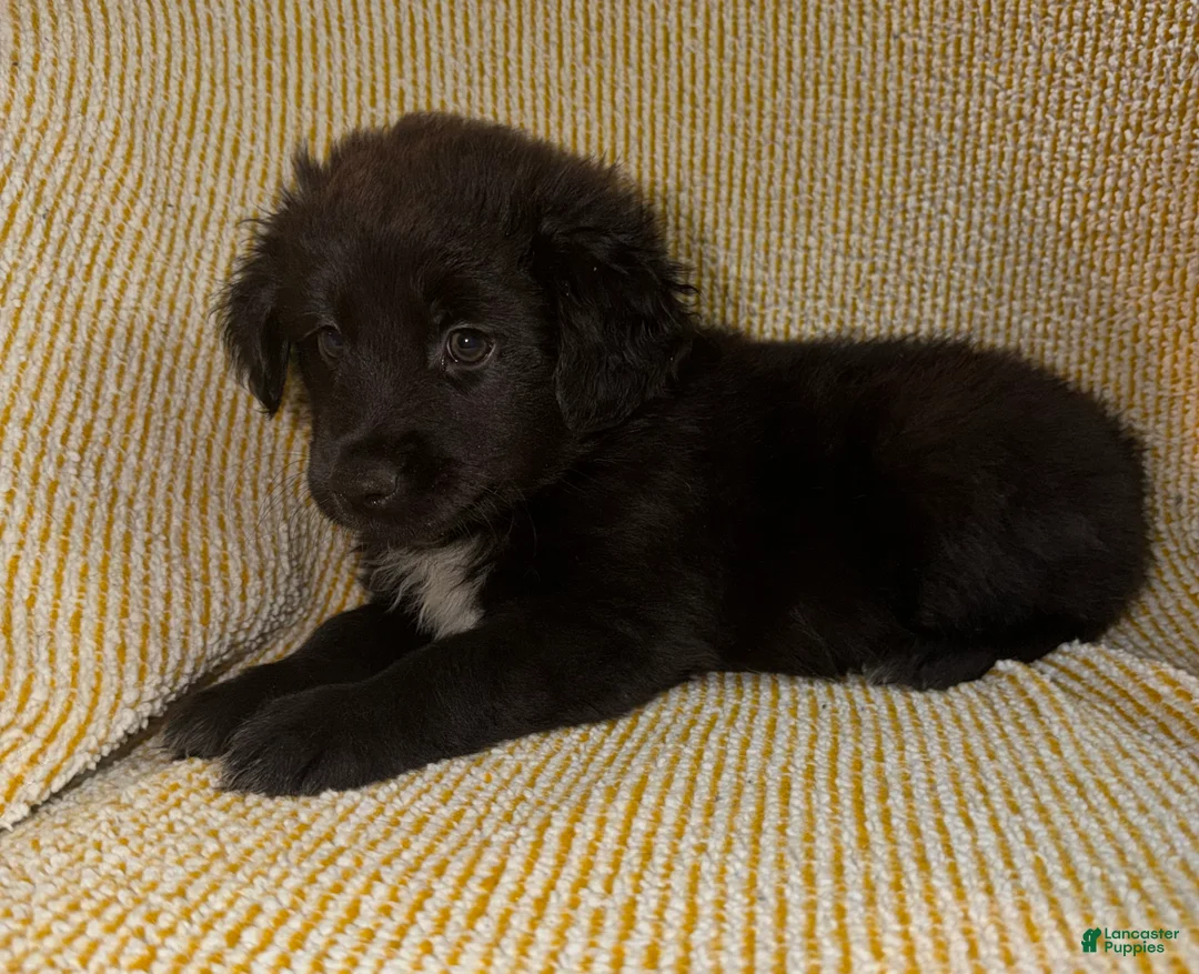 Miniature Australian Shepherd dogs for sale: Miniature Australian Shepherd Puppy 1 - Ad 2