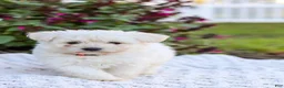 Mixed Breed dogs for sale: Pixel - Ad 9