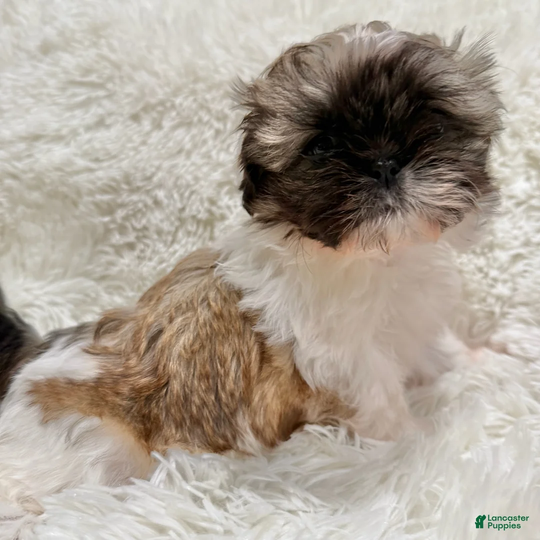 Shih Tzu dogs for sale: Pepper - Ad 1