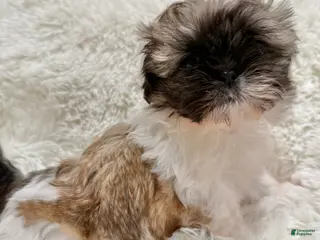 Shih Tzu dogs Pepper - Ad 21