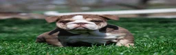 English Bulldog dogs for sale: Marina Mocha English Bulldog Puppy  - Ad 10