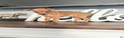 Miniature Pinscher dogs for sale: Miniature Pinscher 3 - Ad 9