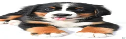 Bernese Mountain Dog dogs for sale: Patsy - Ad 4