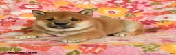Shiba Inu dogs for sale: Summer - Ad 4