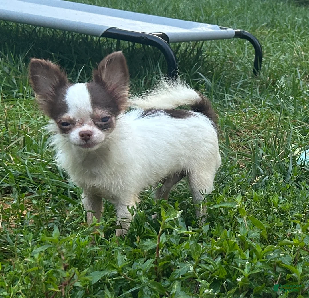Chihuahua dogs for sale: Jerome  - Ad 2