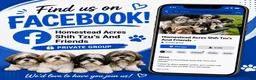 Shih Tzu dogs for sale: Shih Tzu 3 - Ad 4