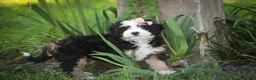 Mini Bernedoodle dogs for sale: Mercedes Mini Bernedoodle  - Ad 6