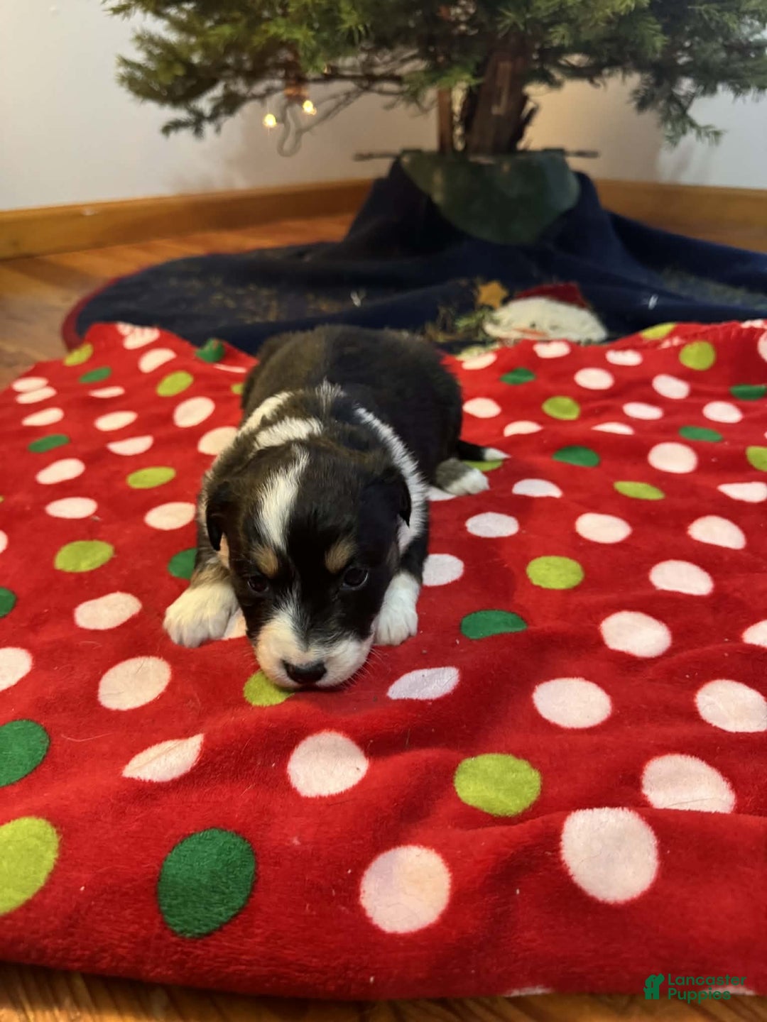 Australian Shepherd dogs for sale: Crystal - Ad 1