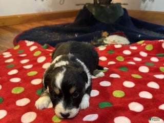 Australian Shepherd dogs Crystal - Ad 13