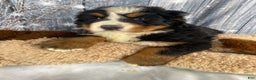 Bernese Mountain Dog dogs for sale: Trixie - Ad 10