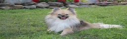 Pomeranian dogs for sale: Marshmallow  - Ad 11