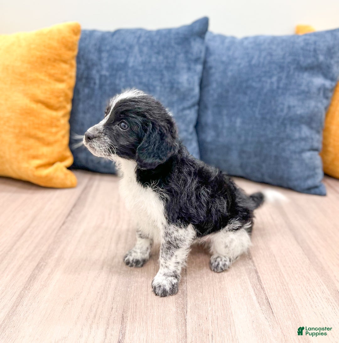 Beaglier dogs for sale: Jenny - Ad 4