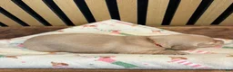 Miniature Dachshund dogs for sale: Hank - Ad 6