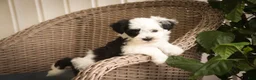 Havanese dogs for sale: Penny Havanese  - Ad 9