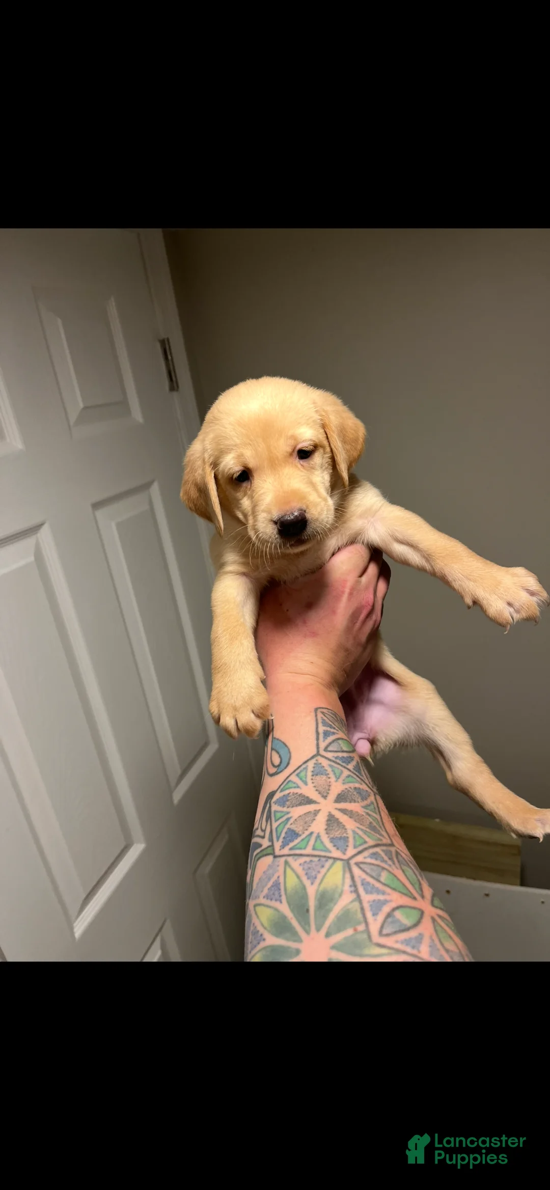 Labrador Retriever dogs for sale: Cola - Ad 1