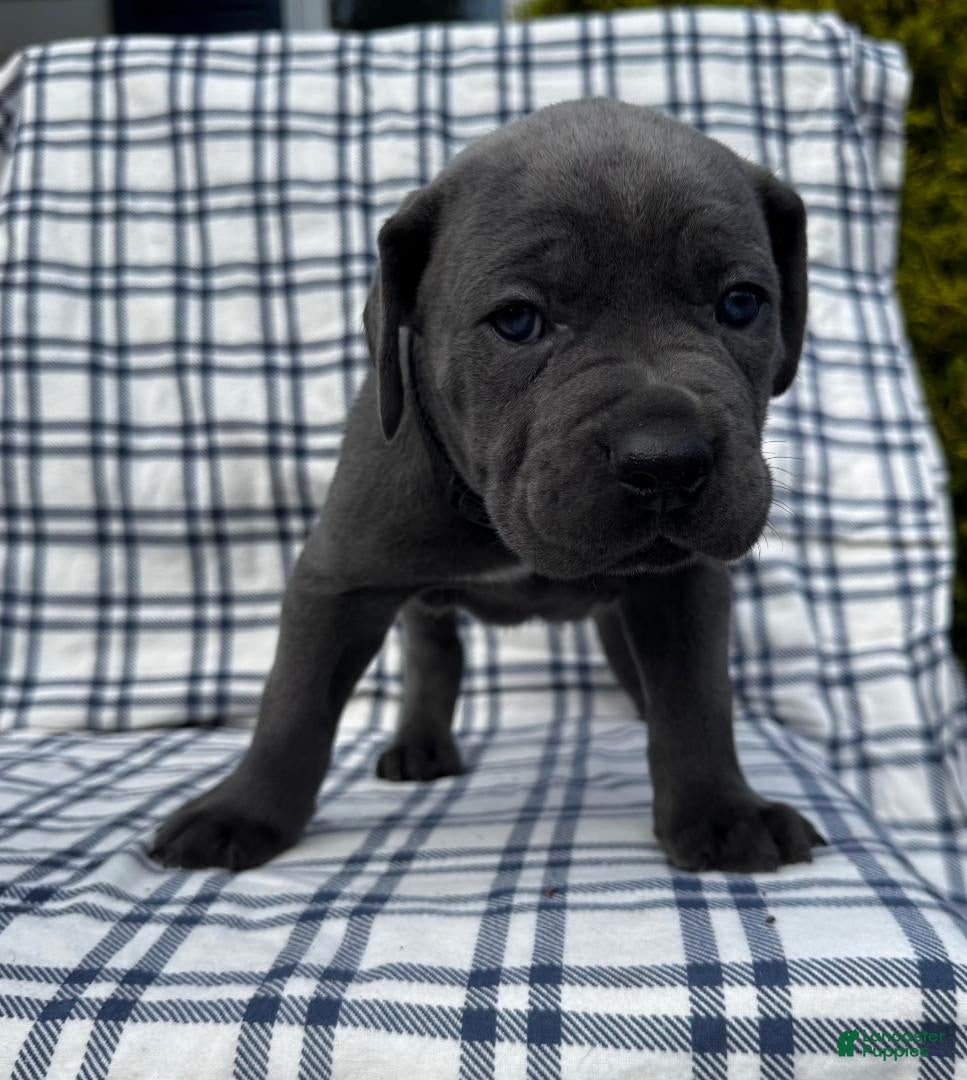 Cane Corso dogs for sale: Cane Corso Black Collar - Ad 4