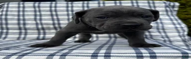 Cane Corso Black Collar
