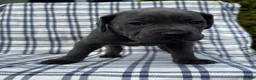 Cane Corso dogs for sale: Cane Corso Black Collar - Ad 1