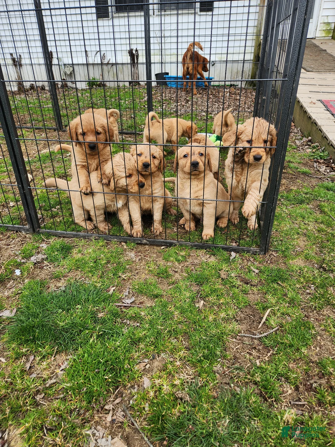 Goldador dogs for sale: Goldador Puppy yellow collar - Ad 2