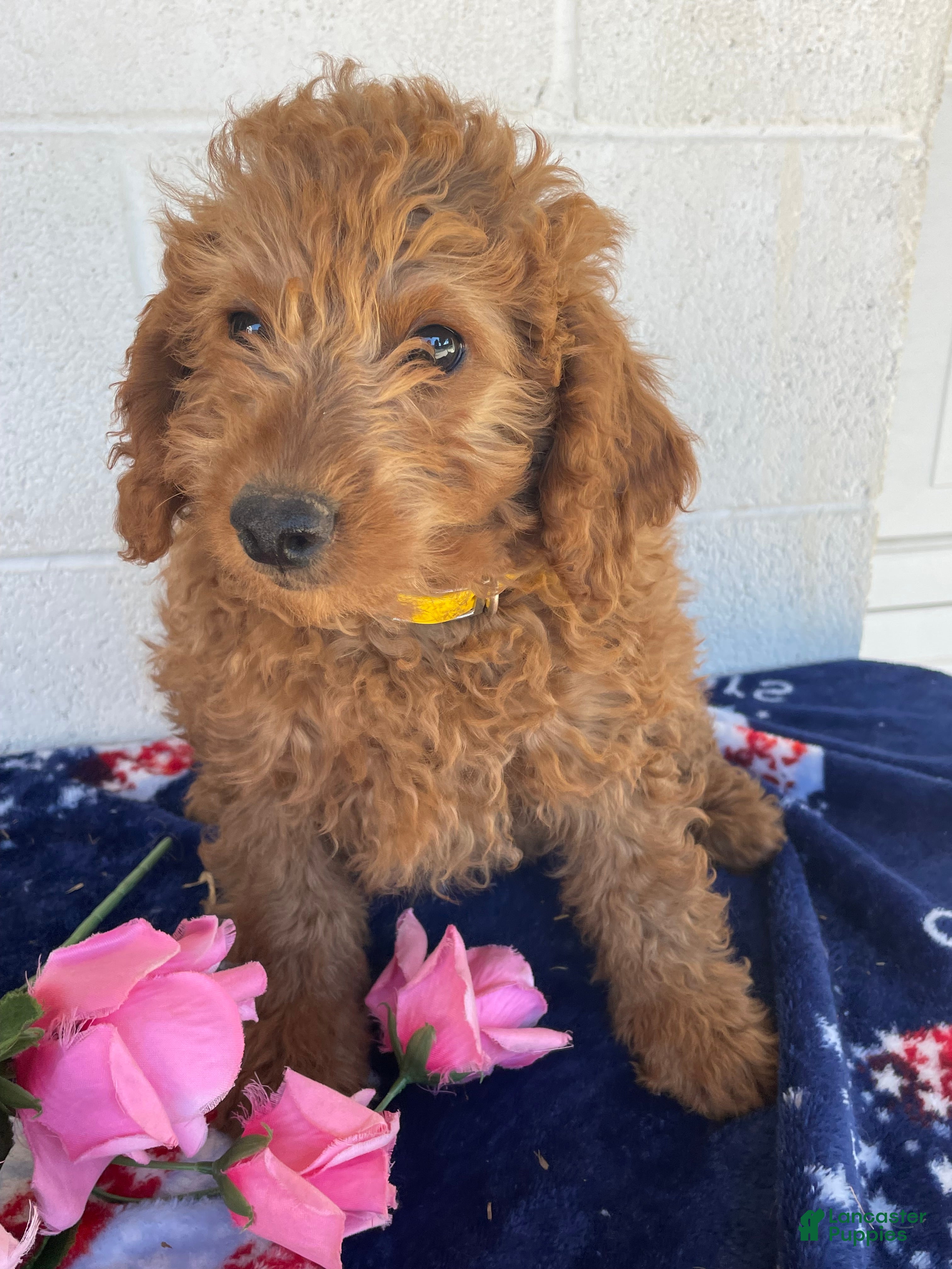 Mini Goldendoodle dogs Topaz - Ad 6