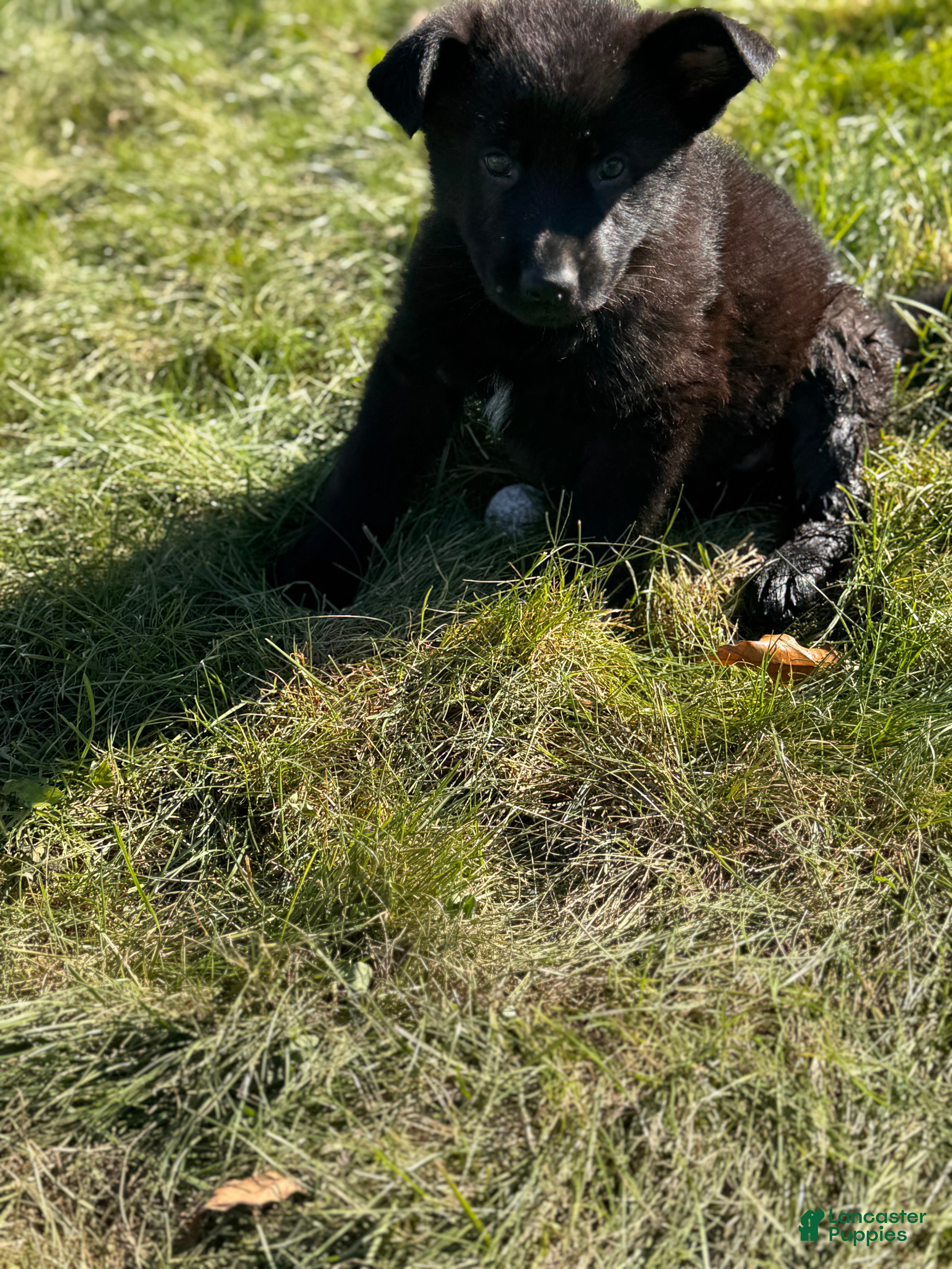 German Shepherd dogs All black female with white chest  - Ad 40