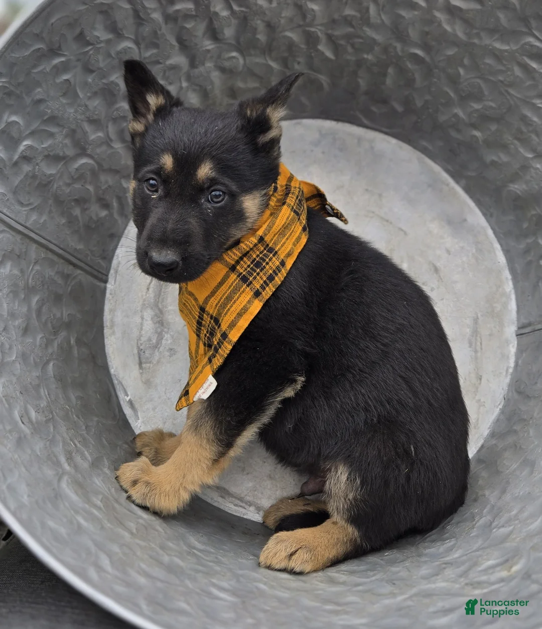 German Shepherd dogs for sale: Kade - Ad 5