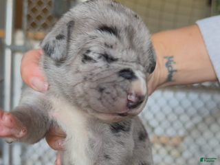 Great Dane dogs - Ad 31