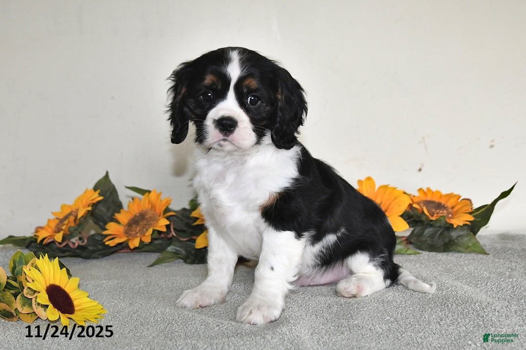 Cavalier King Charles Spaniel dogs for sale: Bingo - Ad 3