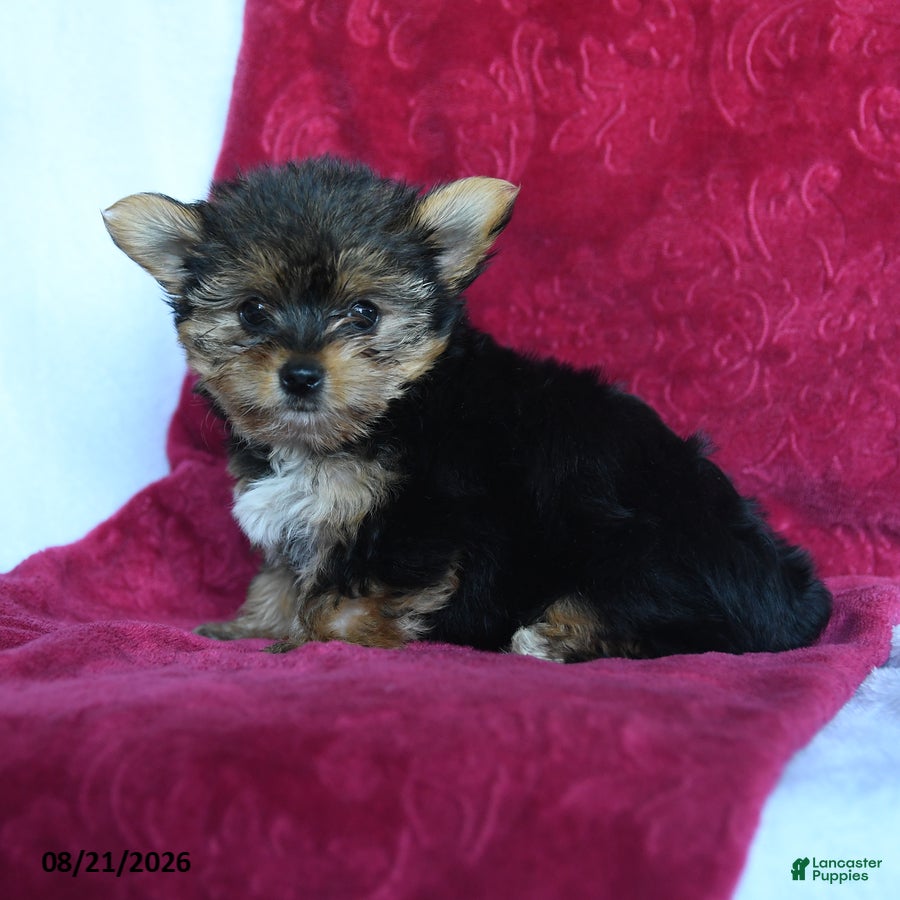 Yorkshire Terrier dogs Rain - Ad 2