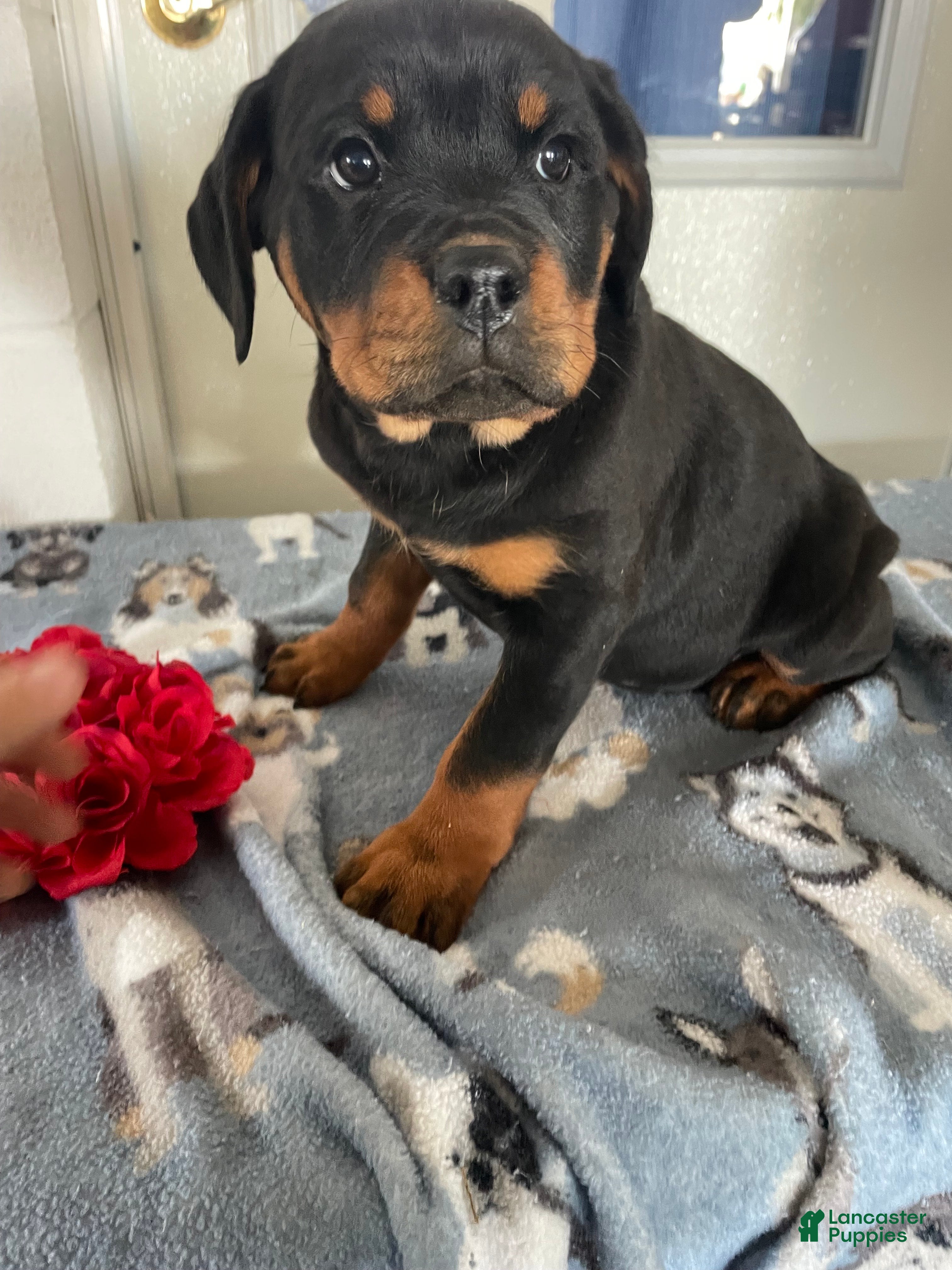 Rottweiler dogs Mimi - Ad 25