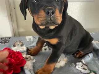 Rottweiler dogs Mimi - Ad 25