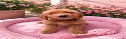 Goldendoodle dogs for sale: Georgette - Ad 1