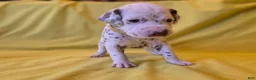 Dalmatian dogs for sale: Yellow - Ad 1