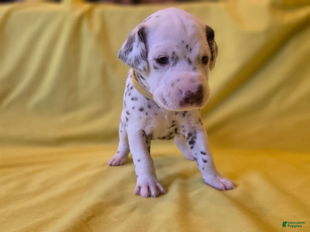 Dalmatian dogs for sale: Yellow - Ad 1