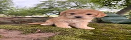 Corgipoo dogs for sale: Daisy-F1B-CorgiPoo  - Ad 9