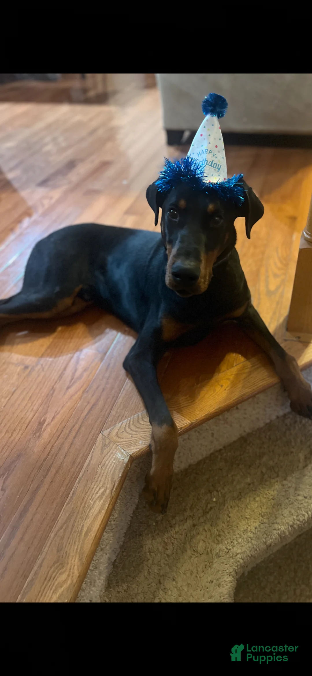Doberman Pinscher dogs for sale: Doberman Pinscher Puppy 1 - Ad 3