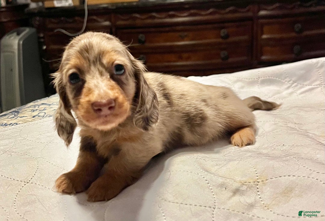 Miniature Dachshund dogs for sale: Miniature Dachshund Puppy 1 - Ad 13