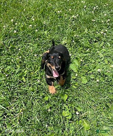 Miniature Dachshund dogs Apple - Ad 1