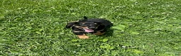 Miniature Dachshund dogs for sale: Apple - Ad 1