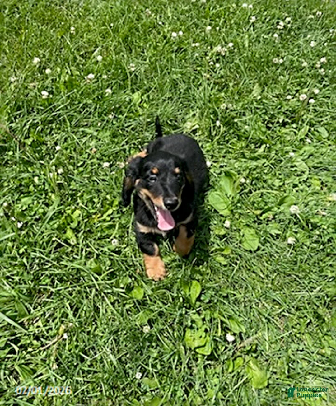 Miniature Dachshund dogs for sale: Apple - Ad 1