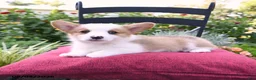 Welsh Corgi Pembroke dogs for sale: Kyle - Ad 2