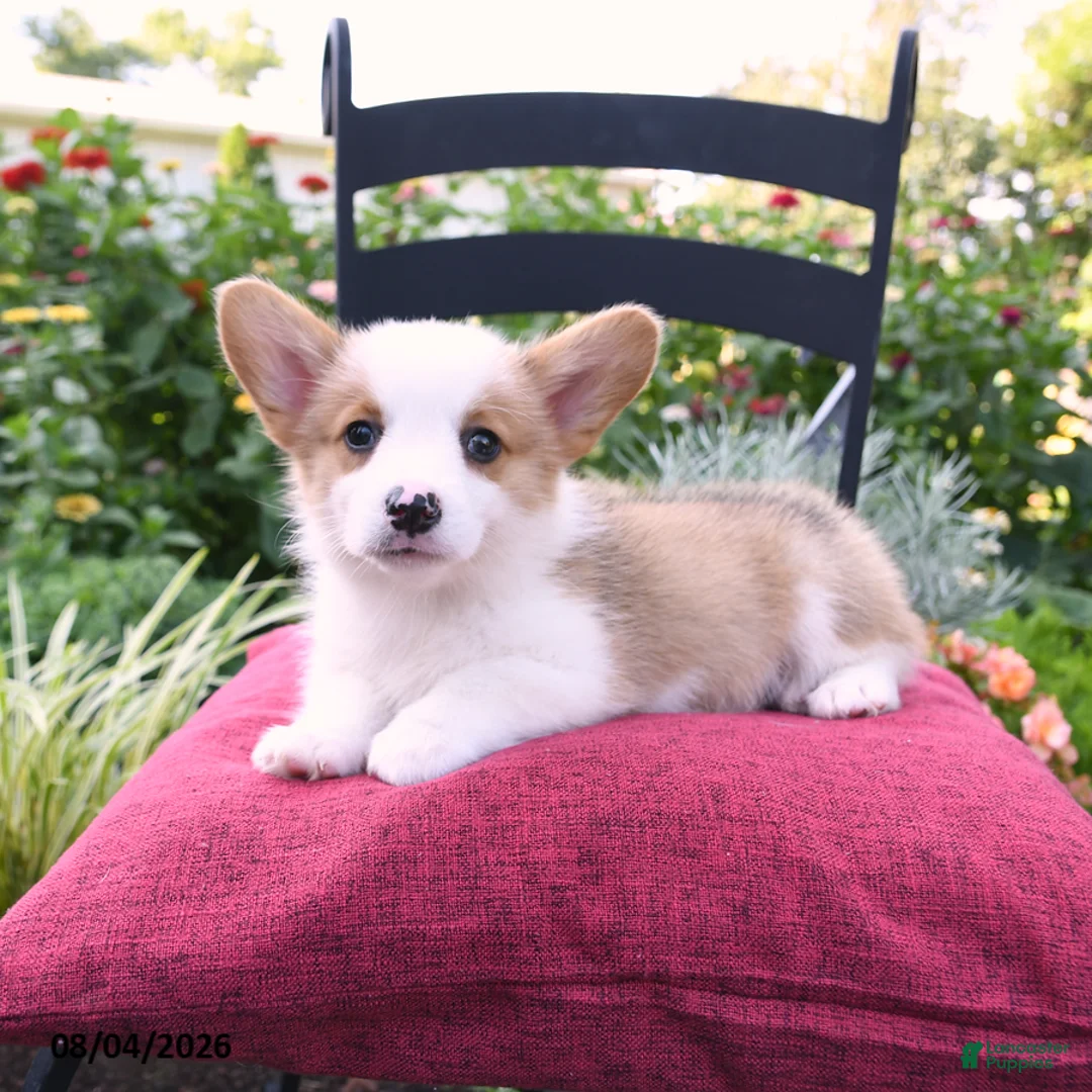 Welsh Corgi Pembroke dogs for sale: Kyle - Ad 2